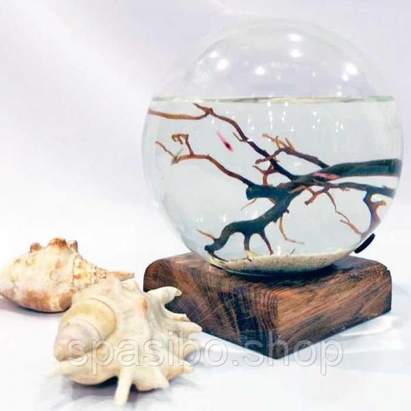 Аквамир c 3 креветками и веткой натурального коралла- настольный миниаквариум, живой сувенир